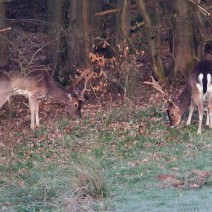 Kopie_von_IMG_1033