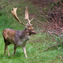 Kopie_von_IMG_2201