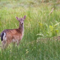 Kopie_von_IMG_2457ver2