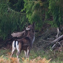 Kopie_von_IMG_5505w