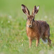 Kopie_von_IMG_6408
